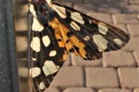 Arctia villica