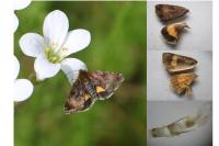 Panemeria tenebrata
