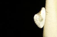 Cilix glaucata