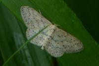 Idaea seriata