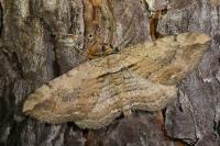 Horisme tersata/radicaria