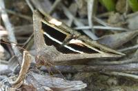 Grammodes bifasciata