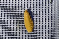 Wittia sororcula