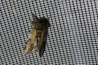 Notodonta ziczac