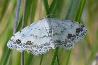 Scopula decorata