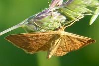 Idaea ochrata