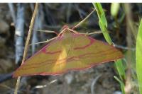 Rhodostrophia calabra