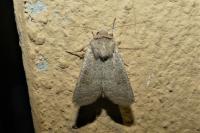 Hoplodrina ambigua