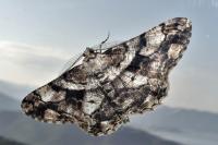 Peribatodes umbraria perumbraria