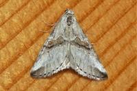 Zebeeba falsalis