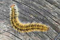 Lasiocampa trifolii trifolii