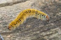 Lasiocampa trifolii trifolii