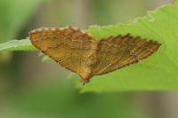 Camptogramma bilineata