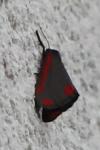Tyria jacobaeae