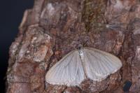 Minoa murinata