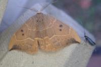 Watsonalla binaria