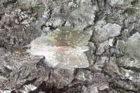 Stauropus fagi