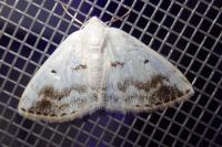 Lomographa temerata