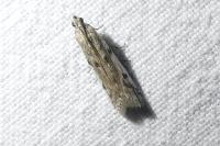 Phycitodes