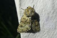 Hecatera dysodea