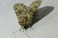 Hecatera dysodea