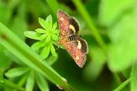 Pyrausta aurata