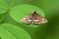 Pyrausta aurata