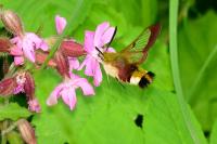 Hemaris fuciformis