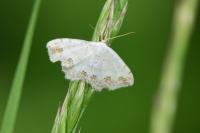 Scopula ornata