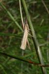 Pediasia luteella