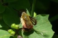 Hemaris fuciformis