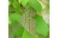 Scotopteryx luridata/mucronata
