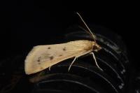 Achyra nudalis