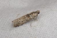 Ancylosis oblitella