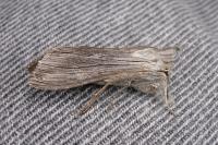 Cucullia chamomillae