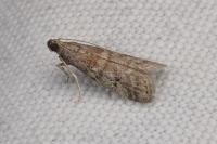 Ephestia woodiella/parasitella/elutella