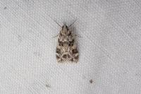 Eudonia delunella