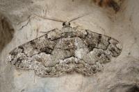 Peribatodes ilicaria ilicaria