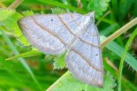 Scotopteryx luridata