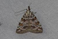 Scoparia pyralella
