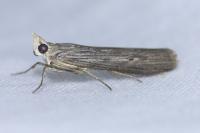 Epischnia prodromella