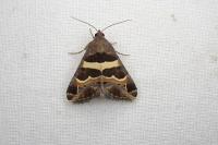 Grammodes stolida