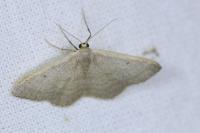 Idaea distinctaria
