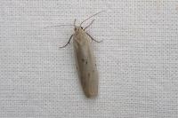 Pelosia muscerda
