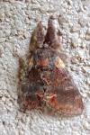Notodonta dromedarius