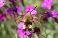 Hemaris fuciformis