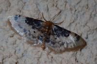 Idaea filicata