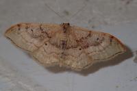 Idaea degeneraria