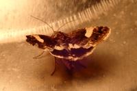Tyta luctuosa
