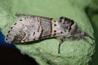 Furcula bifida